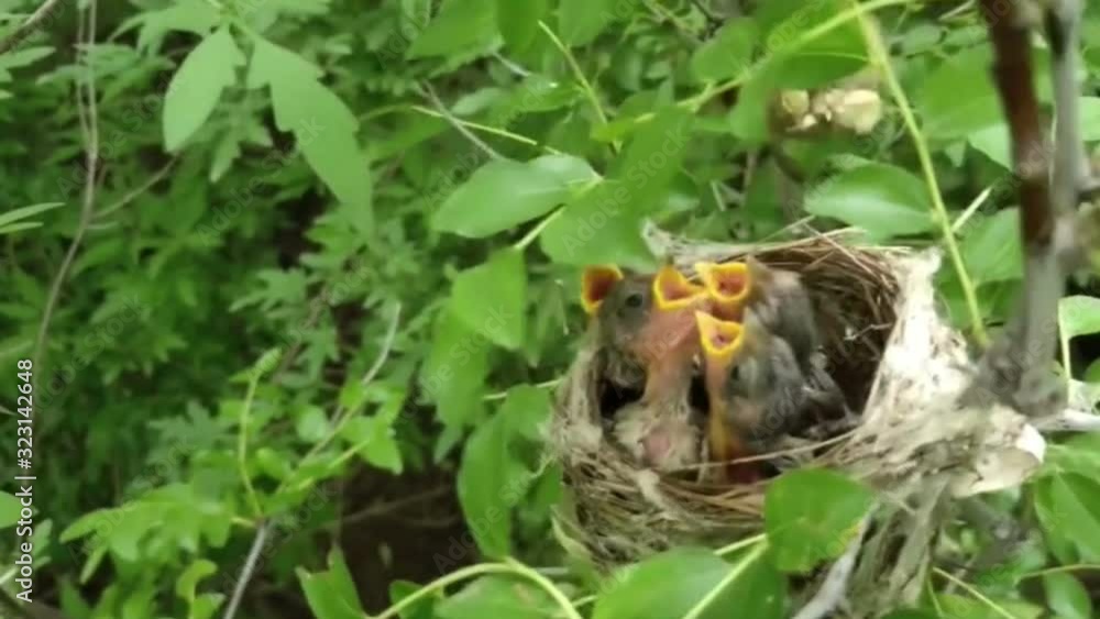 Mother bird feed babies background Mother bird feed babies background