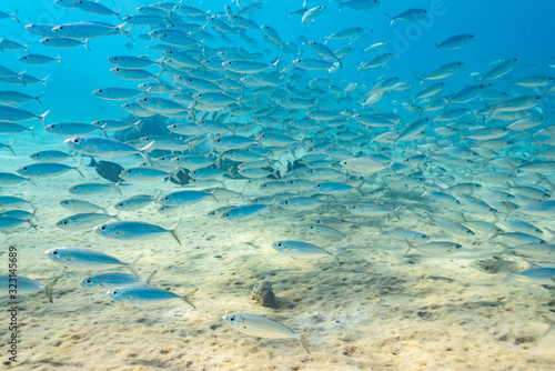 School of fish swimming over sand in tropical blue water © Melissa