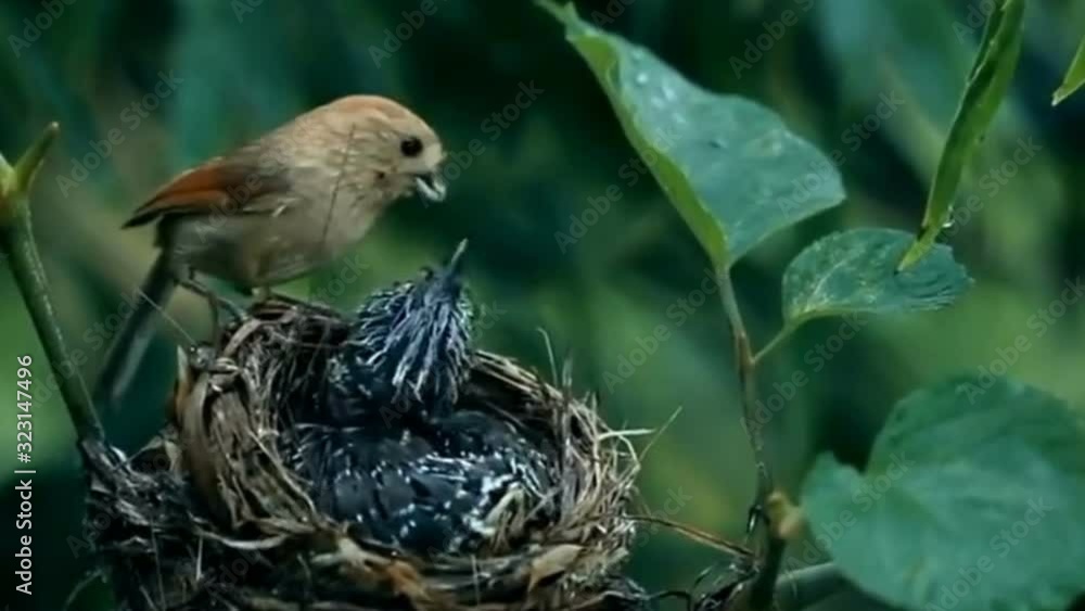 Mother bird feed babies background