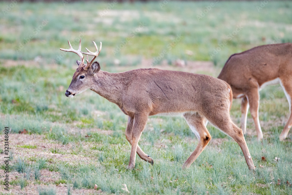 Bucks Bucks