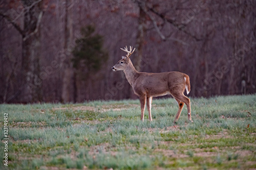 Bucks