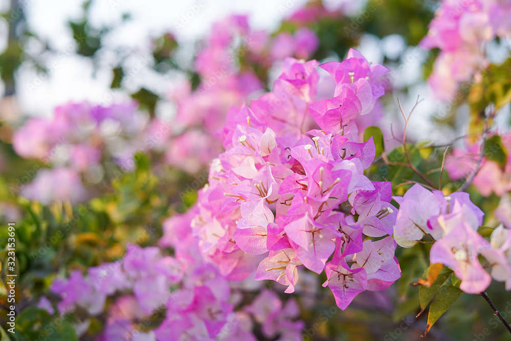 Pink Bougainvillea flowers in garden, Soft Dreaming looks