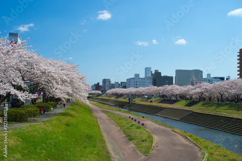 水戸市（茨城　日本）の桜川沿いに満開に咲き誇る桜 photo