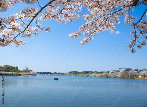 Fototapeta Naklejka Na Ścianę i Meble -  千波湖（水戸　日本）の満開の桜