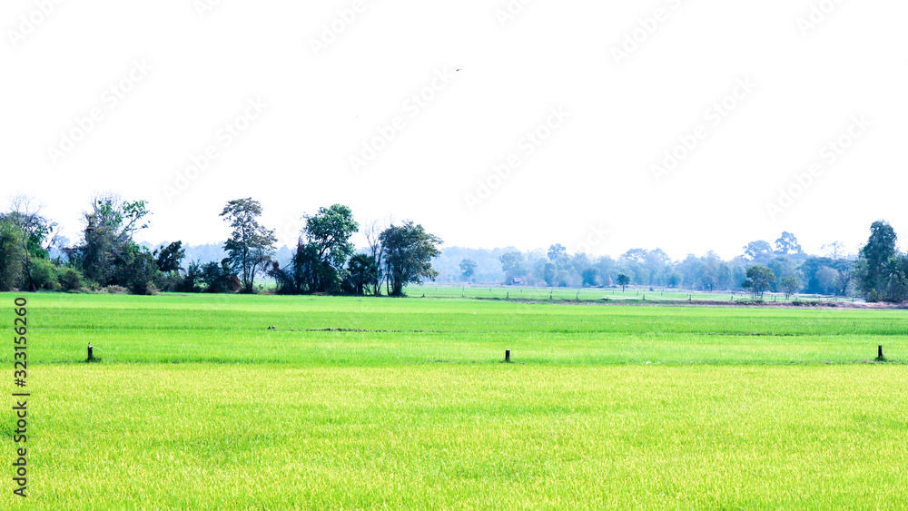 Fototapeta premium nerural landscape with green rice farm