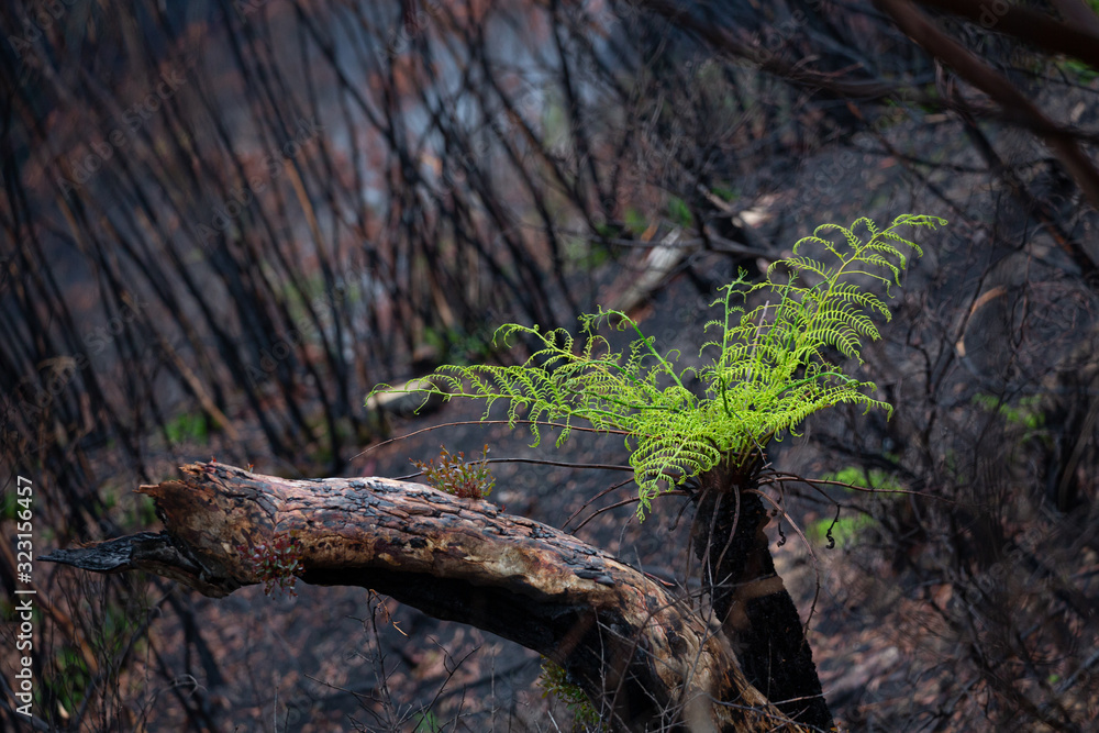 A tree fern flourishes after bush ires in Australia A tree fern flourishes after bush ires in Australia