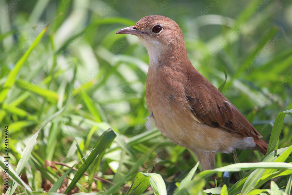 Pájaro Hornero - Furnarius rufus 4 Pájaro Hornero - Furnarius rufus 4
