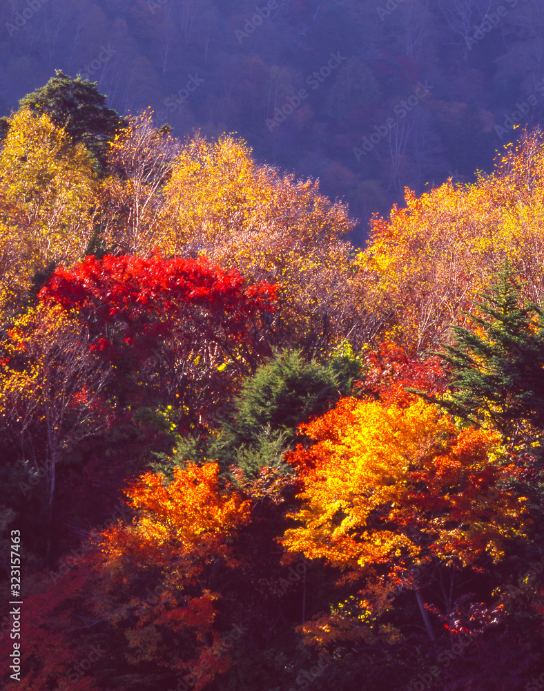 奥日光湯ノ湖（日本）の鮮やかの紅葉