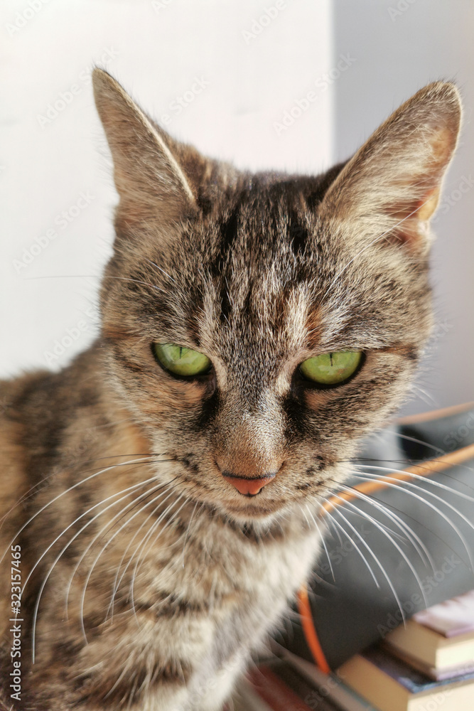 cat with green eyes and a long mustache looks down, vertical photo