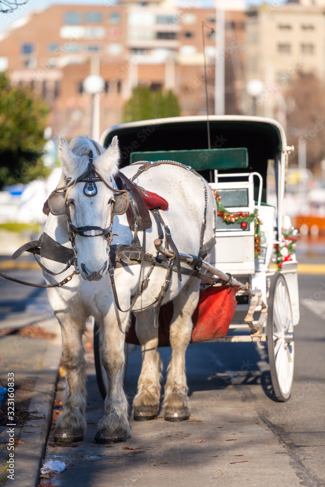 Horse drawn carriage,with white horse on road on sunny day Horse drawn carriage,with white horse on road on sunny day