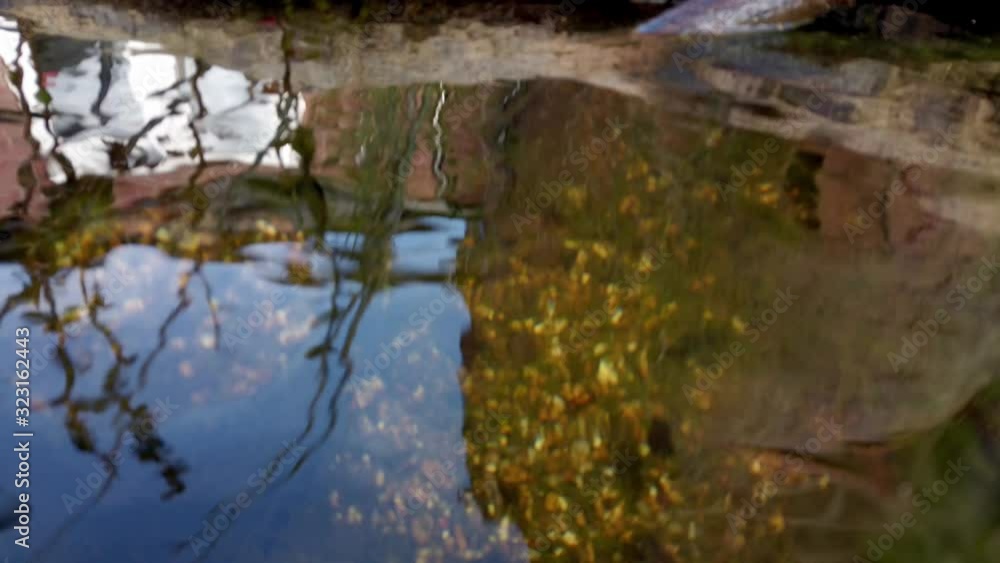 Reflections on the water surface of a pond in a Sunny day Reflections on the water surface of a pond in a Sunny day