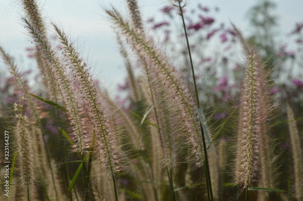 Fototapeta premium Grass flowers are beautiful clumps in the garden.