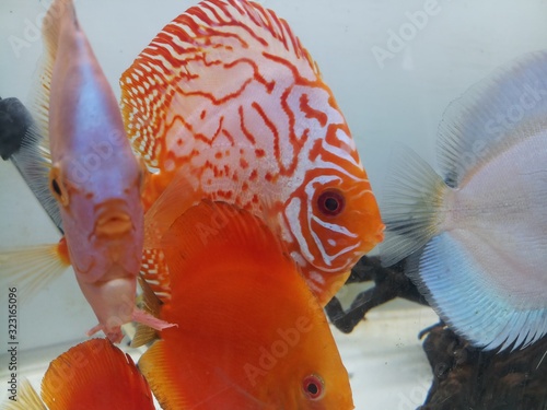 discus fish in aquarium