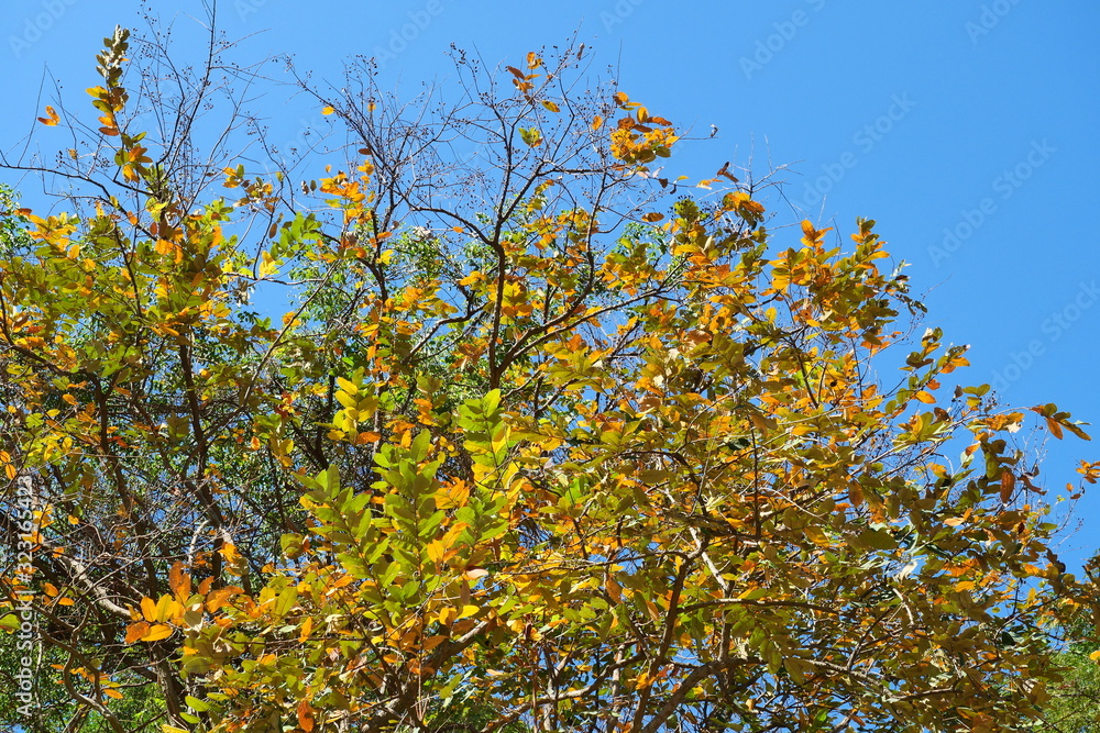 The leaves on the tree turn yellow with blue sky in summer at tropical areas, The conditions of the foliage and plants change according to the season The leaves on the tree turn yellow with blue sky in summer at tropical areas, The conditions of the foliage and plants change according to the season