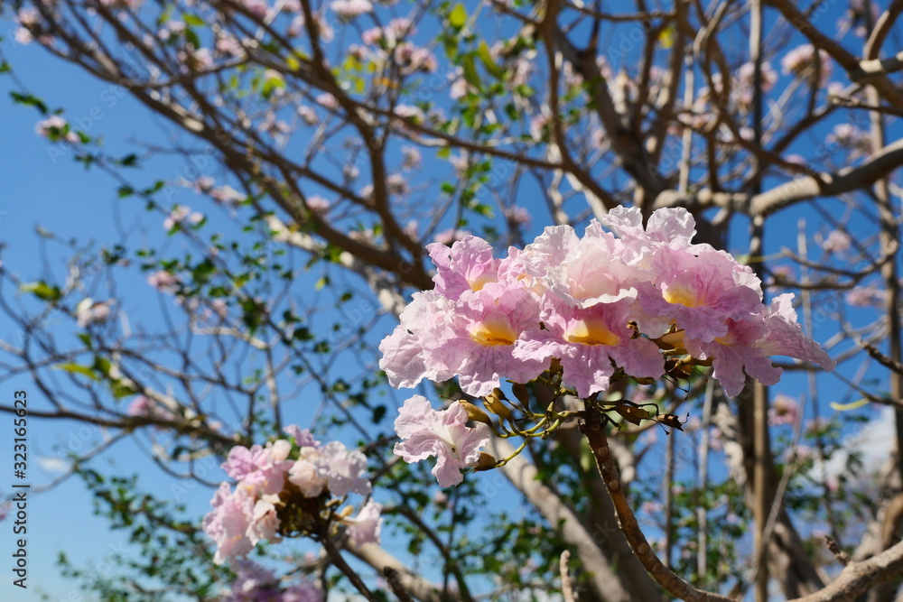 Salao or Lagerstroemia loudonii blossom on tree with blue sky and white