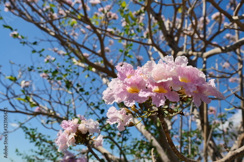 Salao or Lagerstroemia loudonii blossom on tree with blue sky and white cloud in background, Purple and pink petal and yellow stamen of tropical flower in Thailand photo