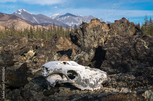 The skull of an animal on a frozen lava. Okinsky district of the Republic of Buryatia photo