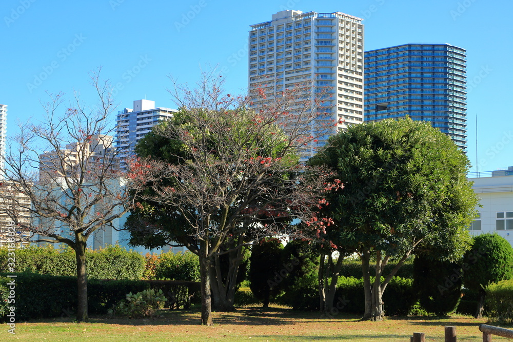 芝浦中央公園の樹林越しに望む高層ビル群 芝浦中央公園の樹林越しに望む高層ビル群