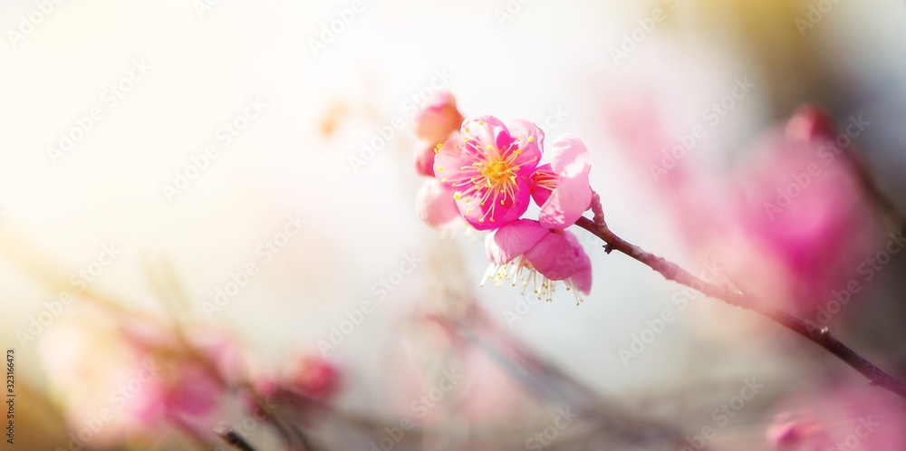 Plakat Japanese apricot , Pink flowers blossoms