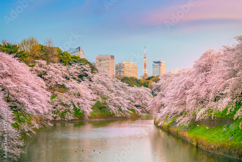 Bild auf Leinwand Chidorigafuchi park during the spring season in Tokyo