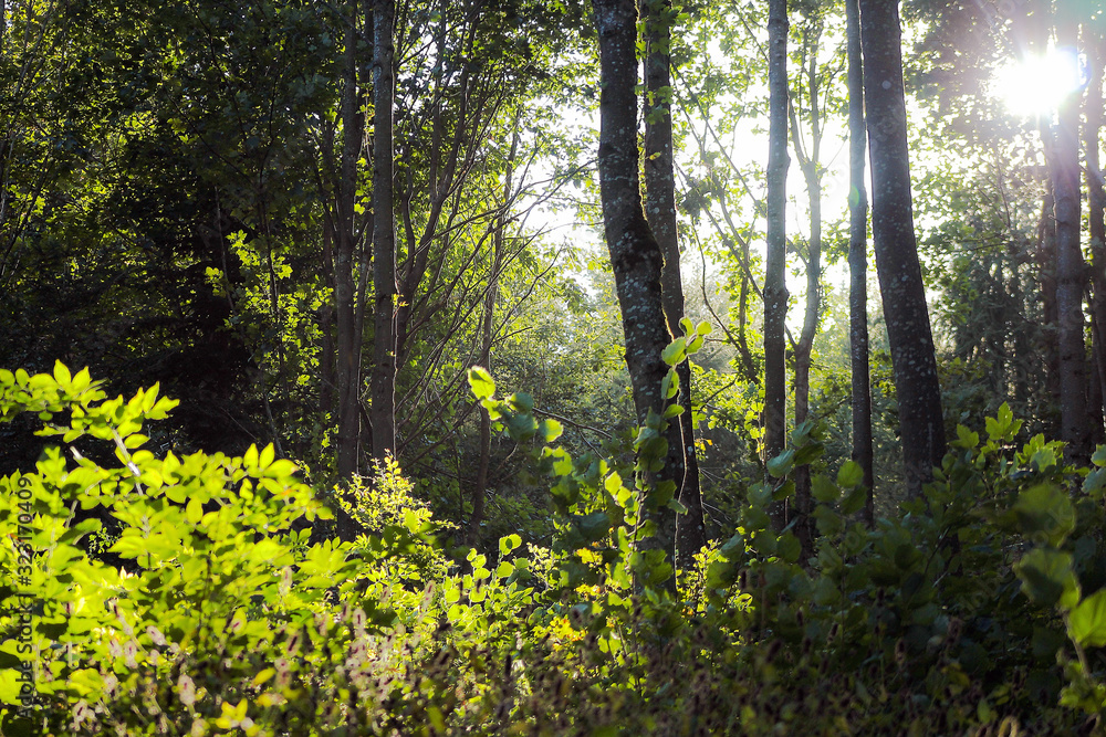 Forest Light Forest Light