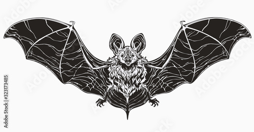 realistic monochrome bat. Spread wings and cute face