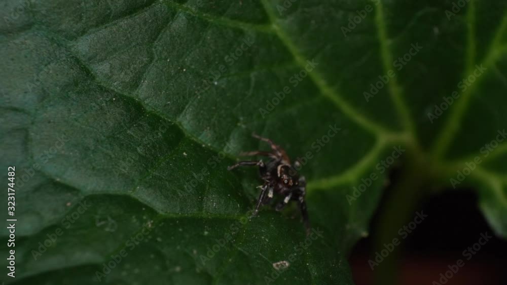 ultra macro brown jumping spider slow motion hunting on green leaf ultra macro brown jumping spider slow motion hunting on green leaf