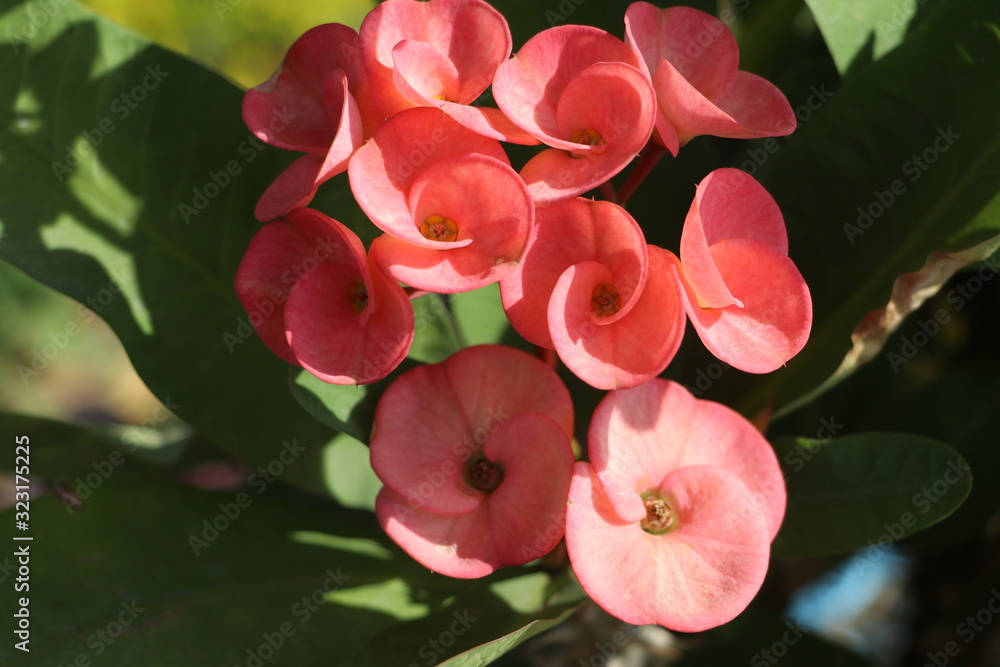 pink flower pink flower