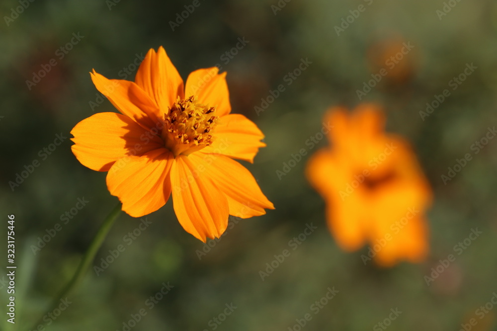 Orange flower Orange flower