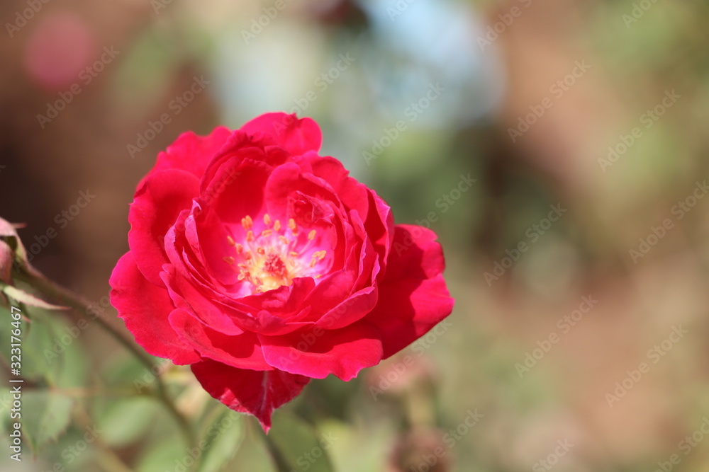 Red Rose Red Rose