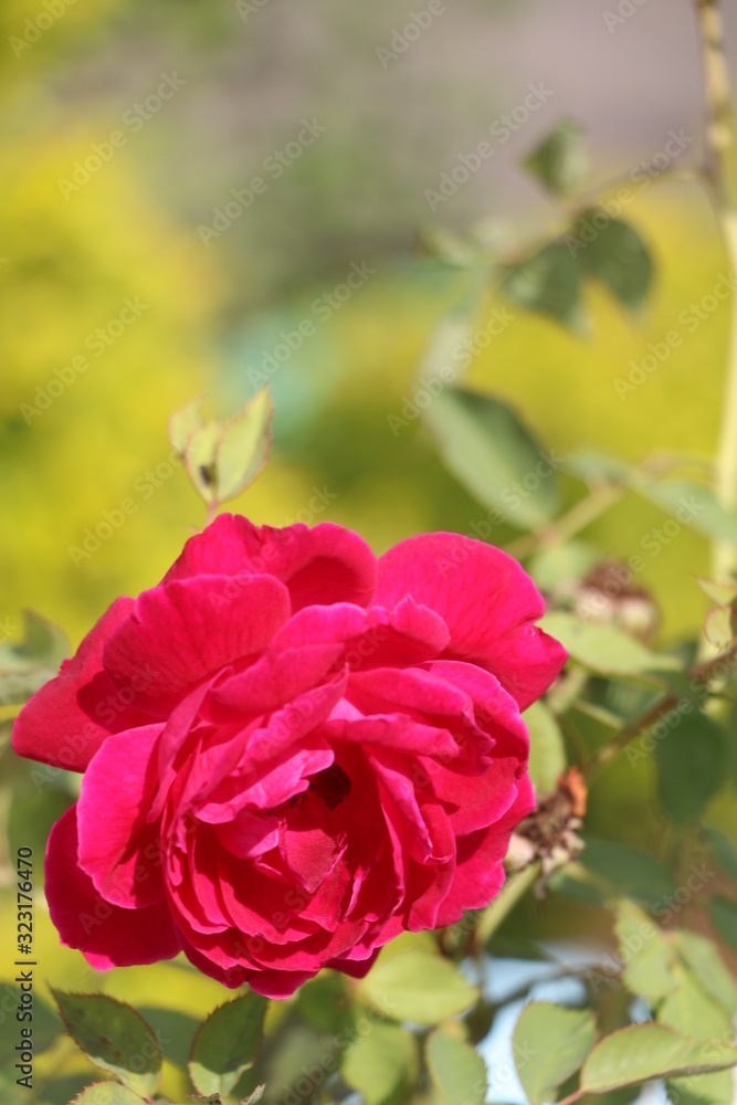 Obraz premium Red Rose