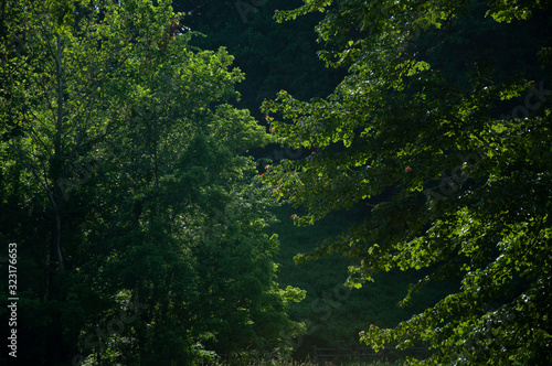 Trees in the Forest