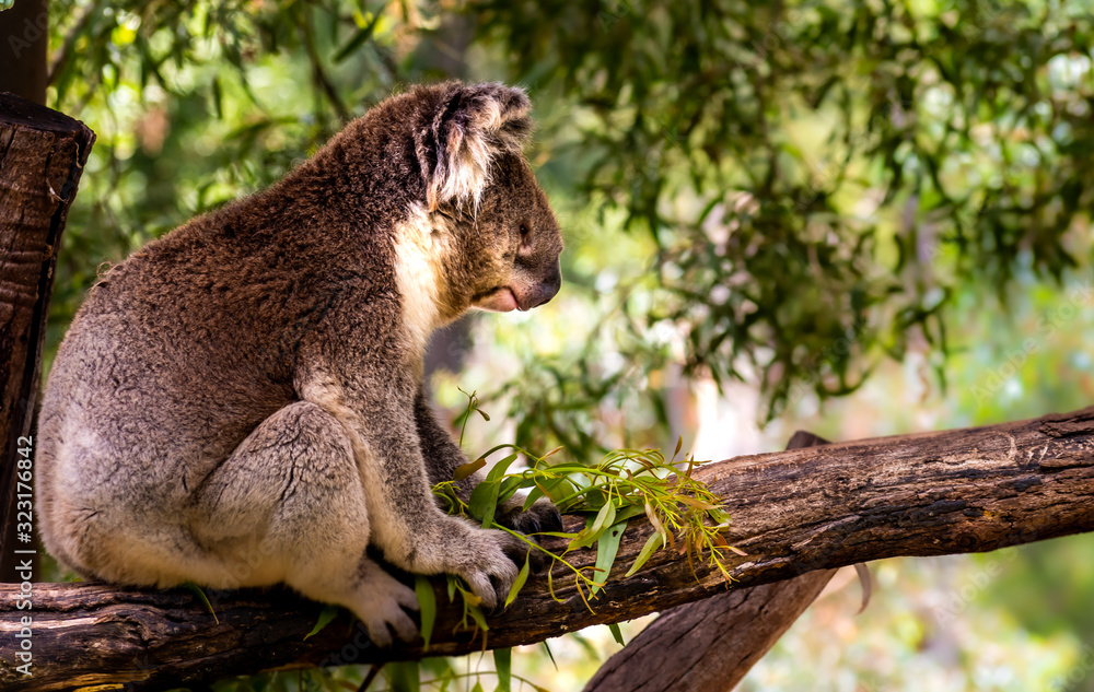 Obraz premium Koala bear sleeping