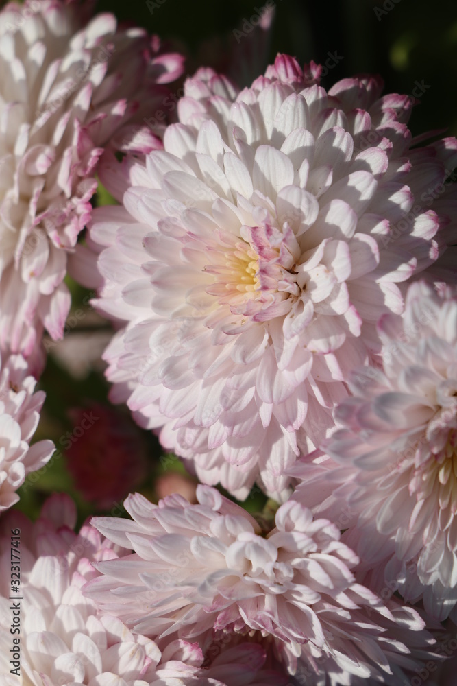 Light purple flower Light purple flower