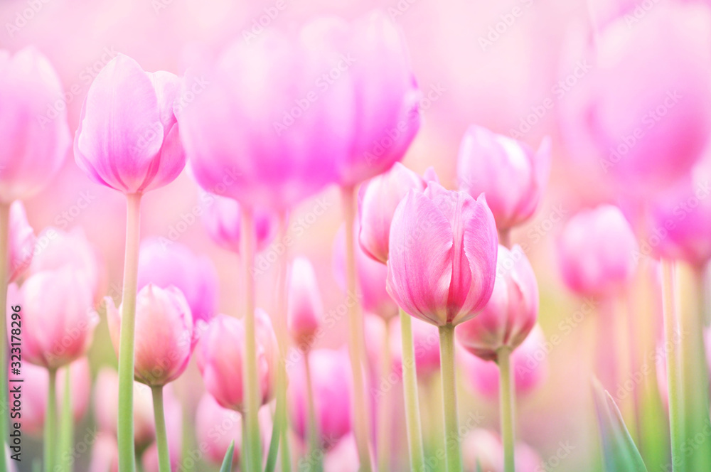 Spring blossoming tulips in garden, springtime pink flowers field background, pastel and soft floral card, selective focus, shallow DOF, toned