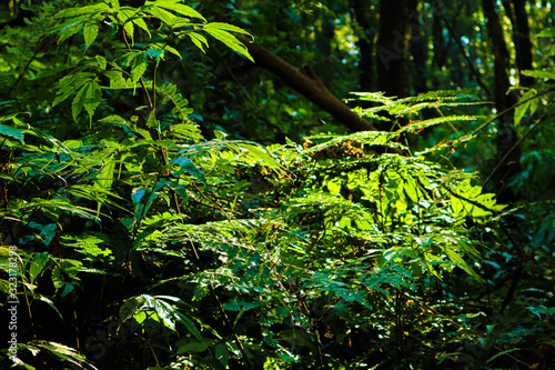 Leaf background Backlit tree.