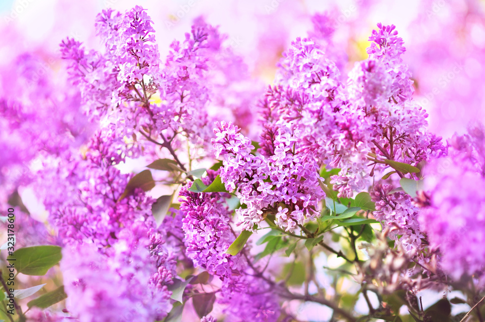 Spring blossoming lilac flowers in garden, selective focus, toned, light bokeh background, pastel and soft floral card, shallow DOF Spring blossoming lilac flowers in garden, selective focus, toned, light bokeh background, pastel and soft floral card, shallow DOF