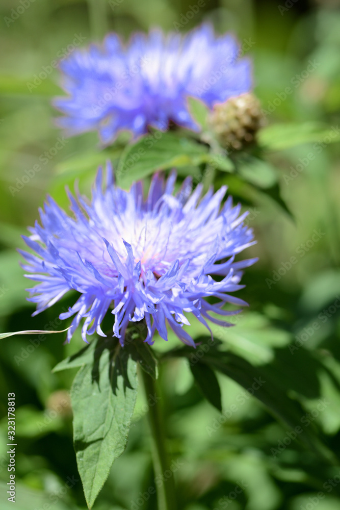 Garden cornflower (Centaurea) in summer garden on a sunny day close-up Garden cornflower (Centaurea) in summer garden on a sunny day close-up