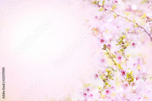 Fototapeta Naklejka Na Ścianę i Meble -  Spring blossom/springtime cherry bloom, bokeh flower background, pastel and soft floral card, selective focus, shallow DOF, toned