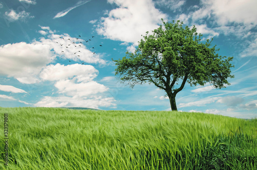 Tree with cloudy blue sky.