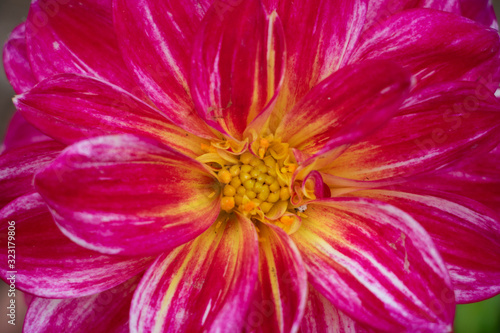 Closeup of Pink Flower