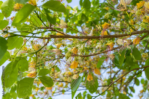 Crateva religiosa flower photo