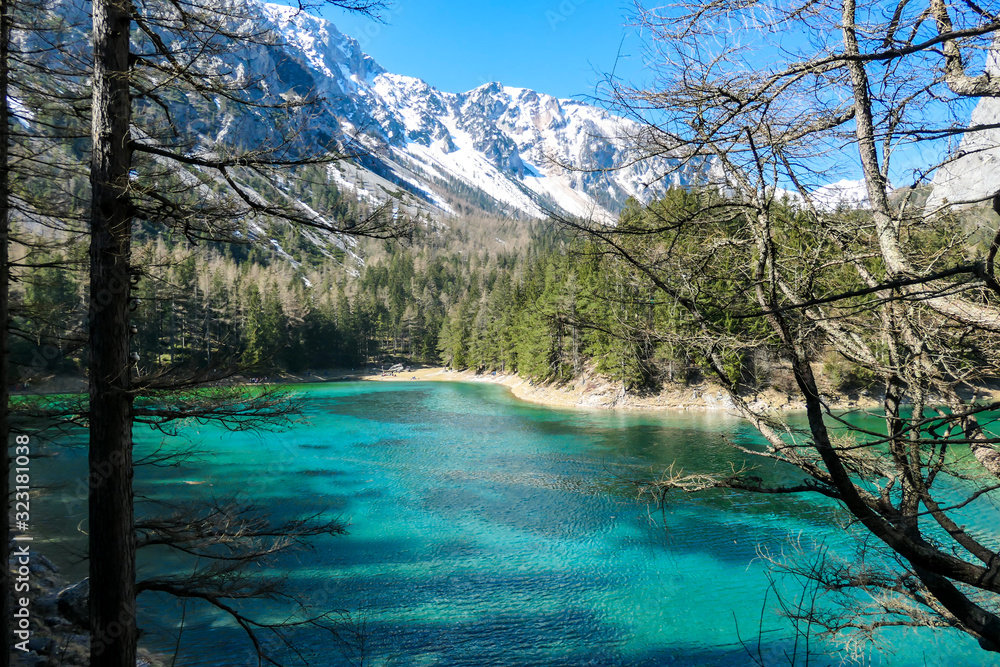 A view through the tree branches on Green Lake, located in an Alpine valley in Austria. The alga give the lake its turquoise color. The lake collects the glacier's water. Dense forest around the lake