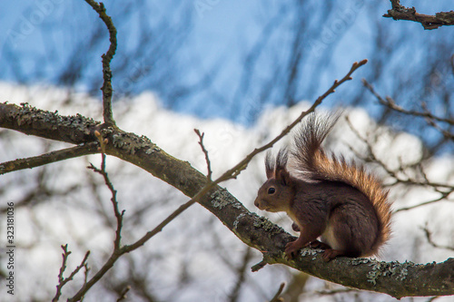 Eichhörnchen photo