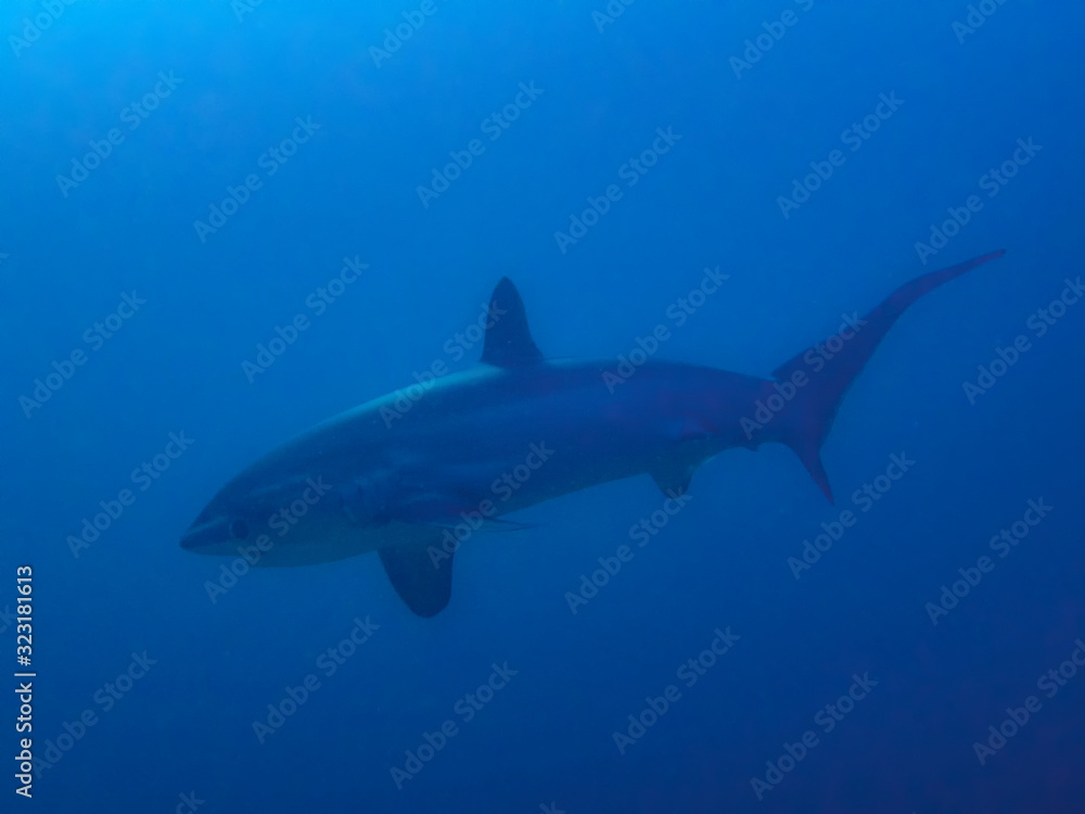 Pelagic Thresher Shark (Alopias pelagicus)