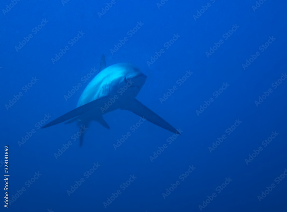 Fototapeta premium Pelagic Thresher Shark (Alopias pelagicus)