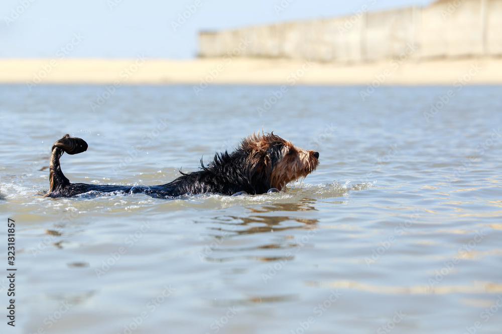 Dog swims in the sea Dog swims in the sea