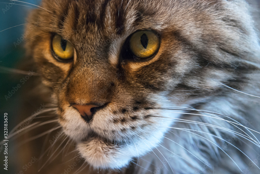 Surprised black tabby ginger Maine Coon with yellow eyes, ready for a fight, near the window.