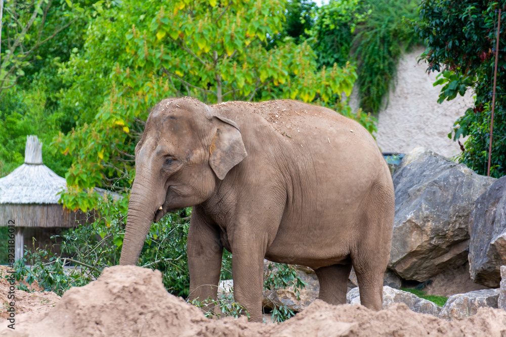 elephant in zoo
