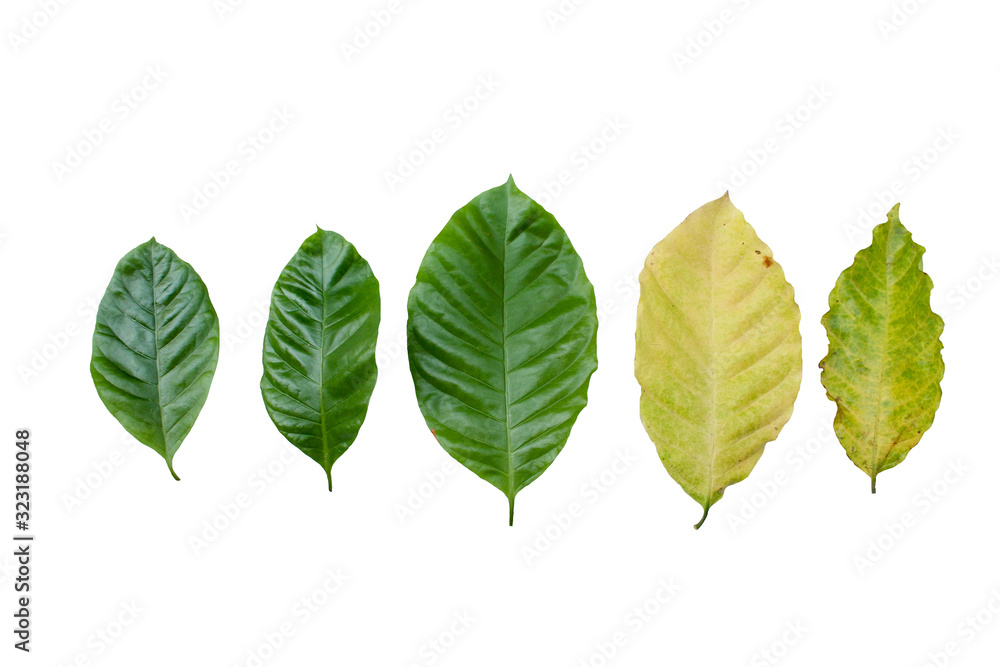 Obraz premium Robusta coffee leaf on white background with clipping path.
